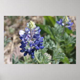 Póster Série #8 da fotografia dos Bluebonnets de Texas