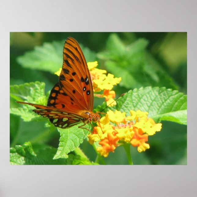 Póster Série Butterfly (Frente)