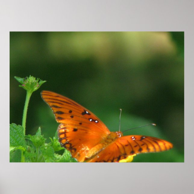 Póster Série da borboleta (Frente)