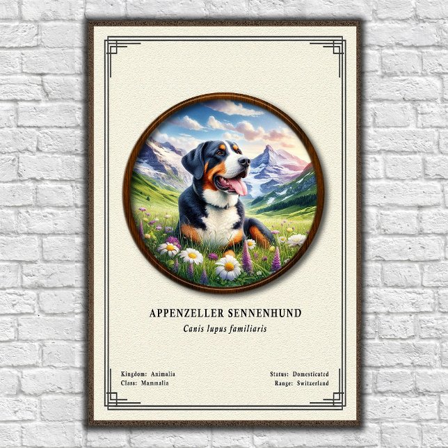 Poster Série de Zoologia Appenzeller Sennenhund (Criador carregado)