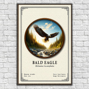 Poster Série de Zoologia da Águia Americana