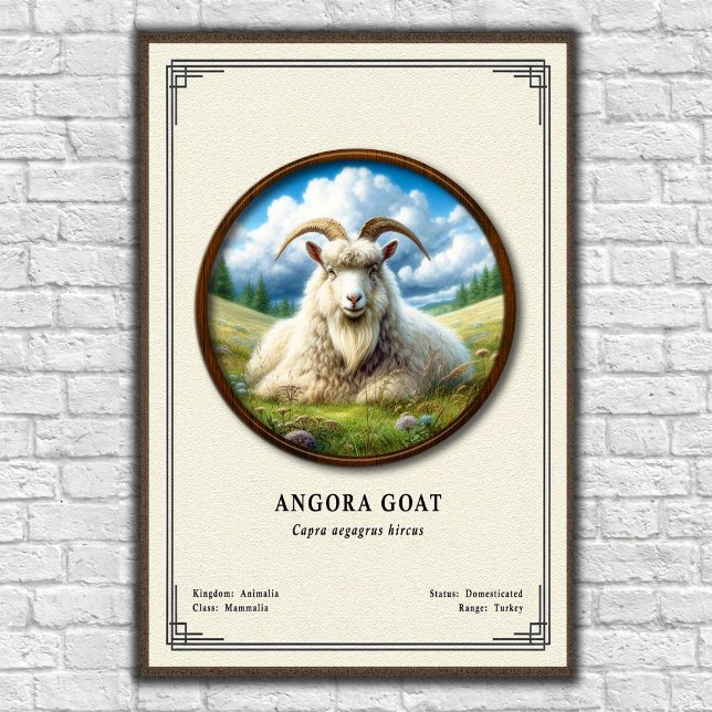 Poster Série de Zoologia da Cabra Angorá (Criador carregado)