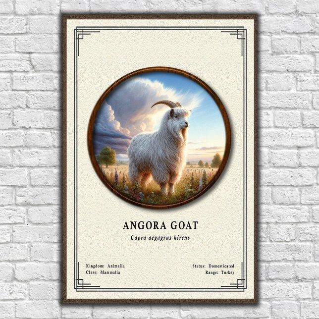 Poster Série de Zoologia da Cabra Angorá (Criador carregado)
