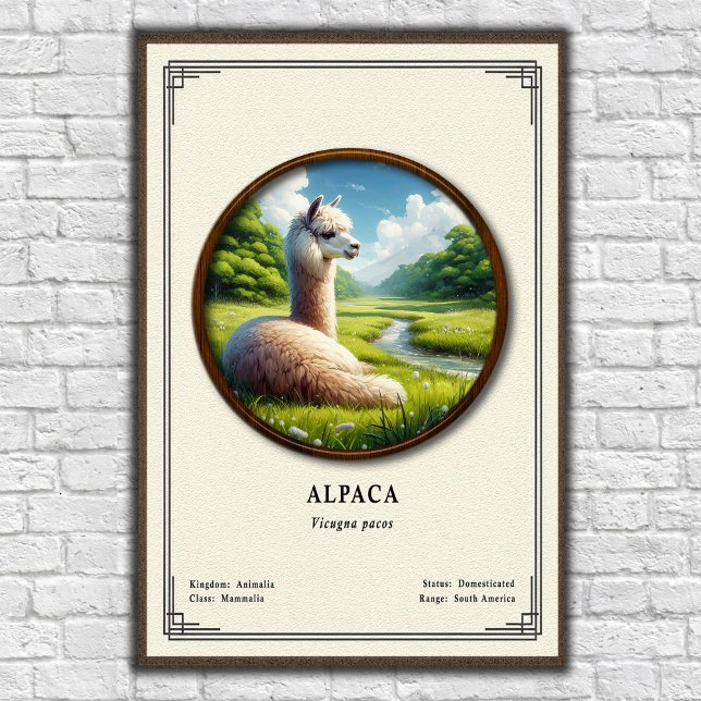 Poster Série de Zoologia de Alpaca (Criador carregado)