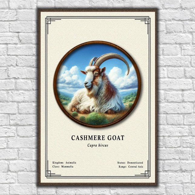 Poster Série de Zoologia de Cabra Cashmere (Criador carregado)
