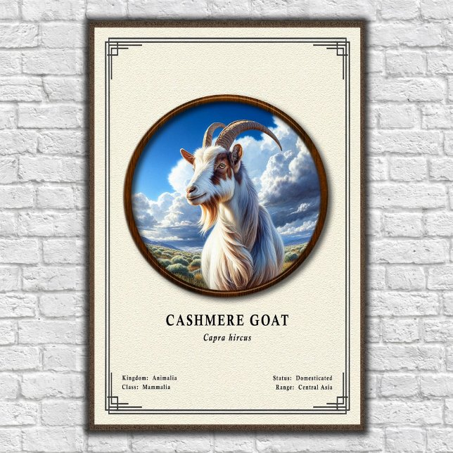 Poster Série de Zoologia de Cabra Cashmere (Criador carregado)