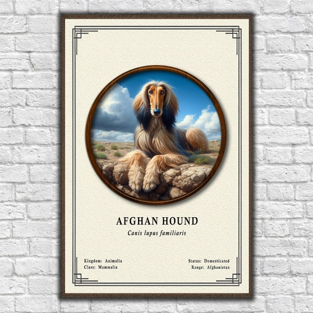 Poster Série de Zoologia do Afghan Hound (Criador carregado)