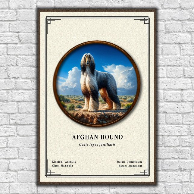 Poster Série de Zoologia do Afghan Hound (Criador carregado)