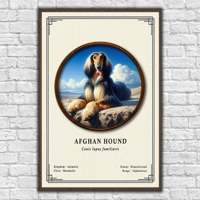 Poster Série de Zoologia do Afghan Hound (Criador carregado)