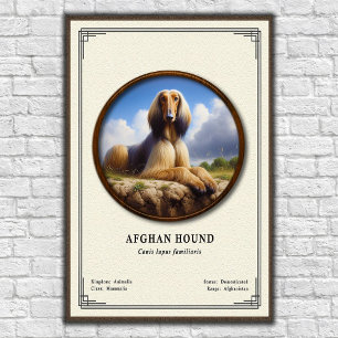 Poster Série de Zoologia do Afghan Hound