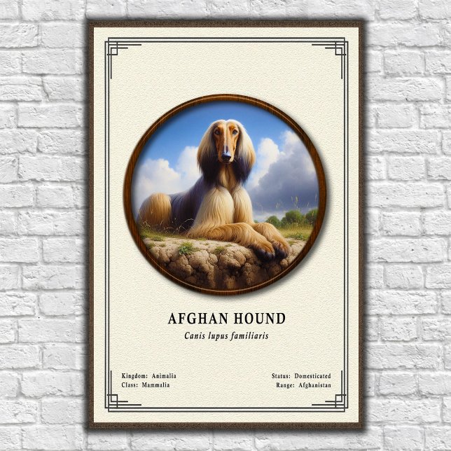 Poster Série de Zoologia do Afghan Hound (Criador carregado)
