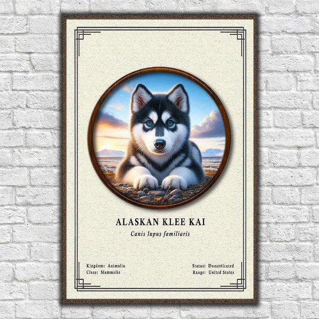 Poster Série de Zoologia do Alaskan Klee Kai (Criador carregado)