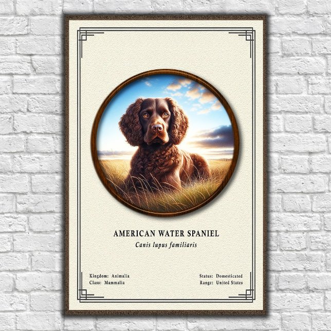 Poster Série de Zoologia do American Water Spaniel (Criador carregado)