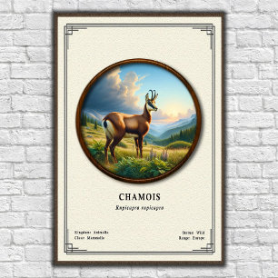 Poster Série de Zoologia do Camurça