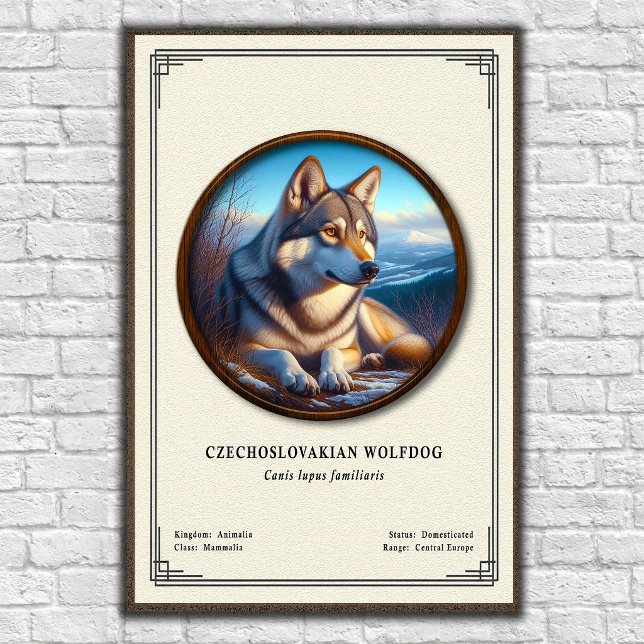 Poster Série de Zoologia do Cão Lobo Checoslovaco (Criador carregado)