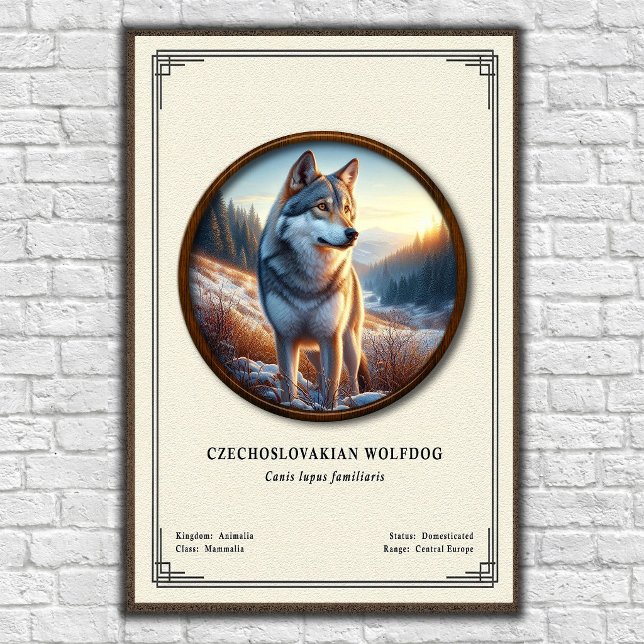 Poster Série de Zoologia do Cão Lobo Checoslovaco (Criador carregado)