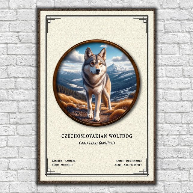 Poster Série de Zoologia do Cão Lobo Checoslovaco (Criador carregado)