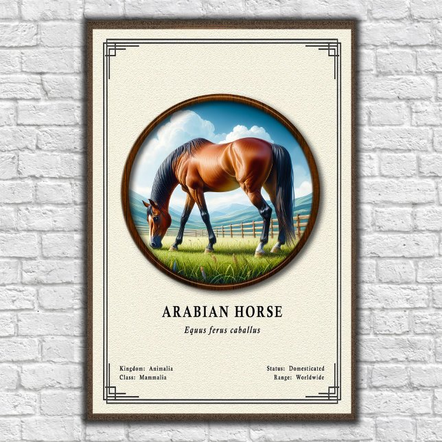 Poster Série de Zoologia do Cavalo Árabe (Criador carregado)