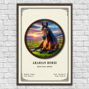 Poster Série de Zoologia do Cavalo Árabe