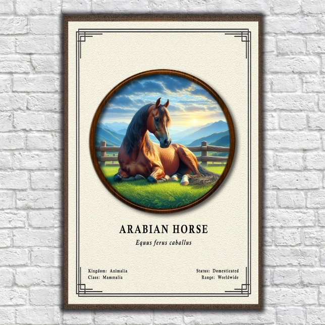 Poster Série de Zoologia do Cavalo Árabe (Criador carregado)
