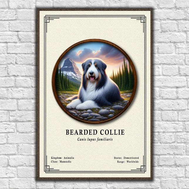 Poster Série de Zoologia do Collie Barbudo (Criador carregado)
