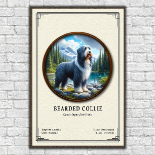 Poster Série de Zoologia do Collie Barbudo