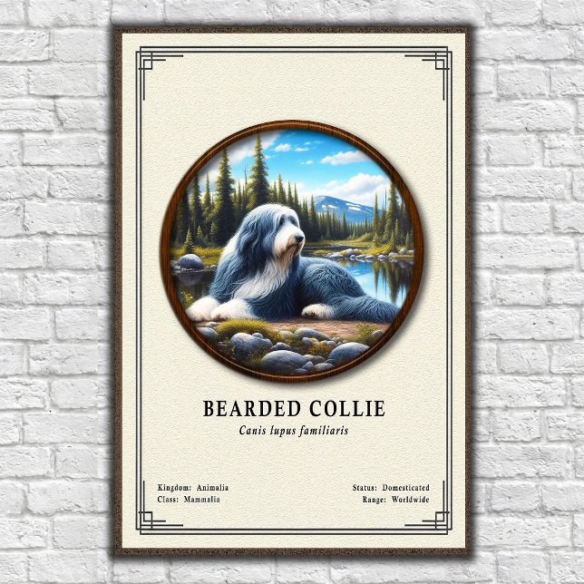 Poster Série de Zoologia do Collie Barbudo (Criador carregado)