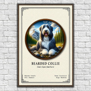 Poster Série de Zoologia do Collie Barbudo