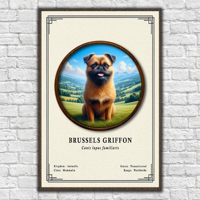 Poster Série de Zoologia do Griffon de Bruxelas (Criador carregado)
