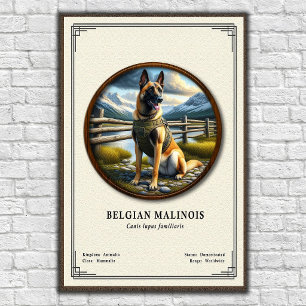 Poster Série de Zoologia do Malinois Belga