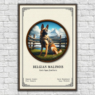 Poster Série de Zoologia do Malinois Belga