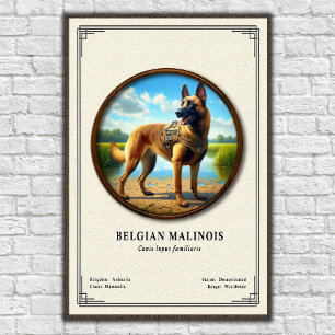 Poster Série de Zoologia do Malinois Belga