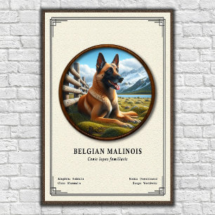Poster Série de Zoologia do Malinois Belga