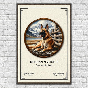 Poster Série de Zoologia do Malinois Belga