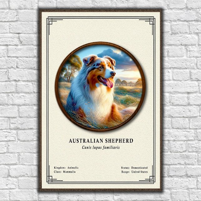 Poster Série de Zoologia do Pastor Australiano (Criador carregado)