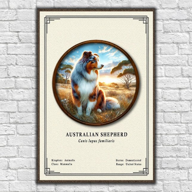 Poster Série de Zoologia do Pastor Australiano (Criador carregado)