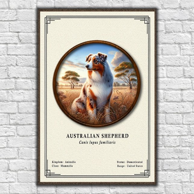 Poster Série de Zoologia do Pastor Australiano (Criador carregado)