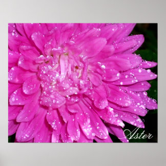 Poster Série Floral: Asteraceae