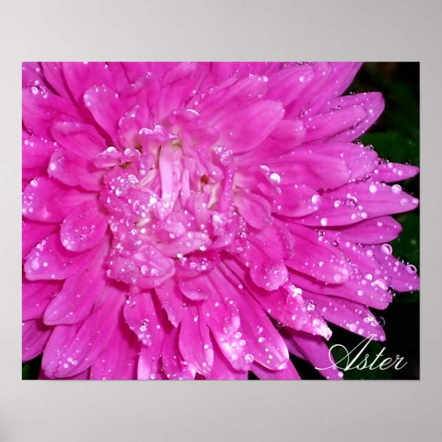 Poster Série Floral: Asteraceae (Frente)