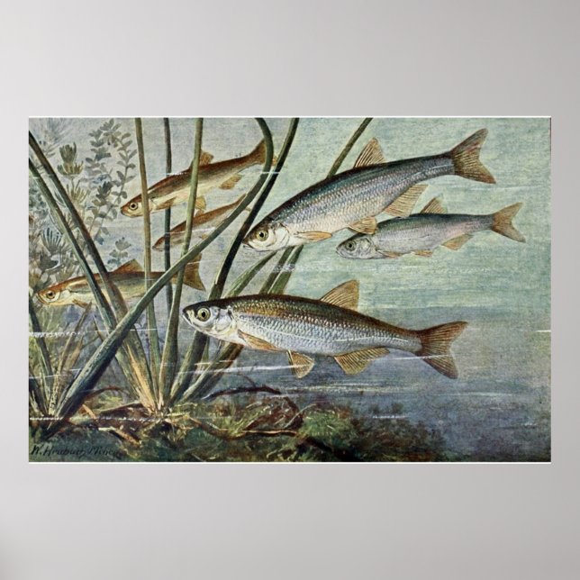 Póster Série Mundo Submarino Primeiro De Quatro (Frente)