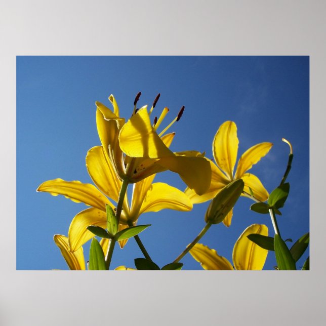 Poster Série Summer Lily 1 (Frente)