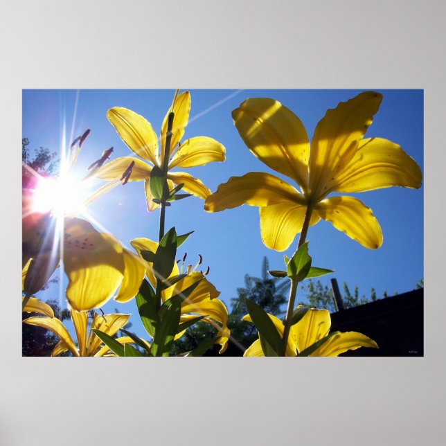 Poster Série Summer Lily 4 (Frente)