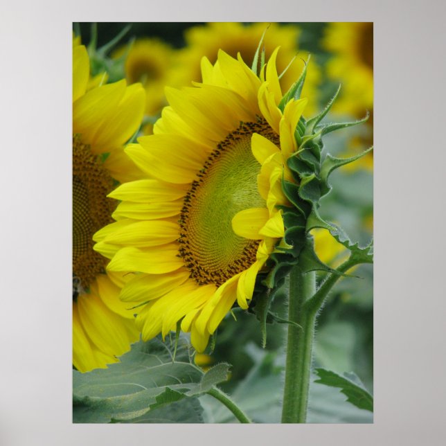 Póster Série Sunflower (Frente)
