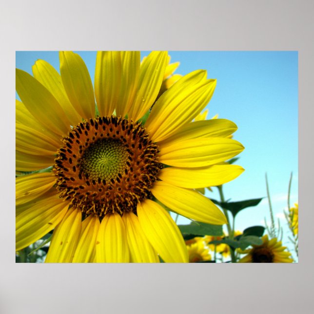 Poster Séries de girassol (Frente)