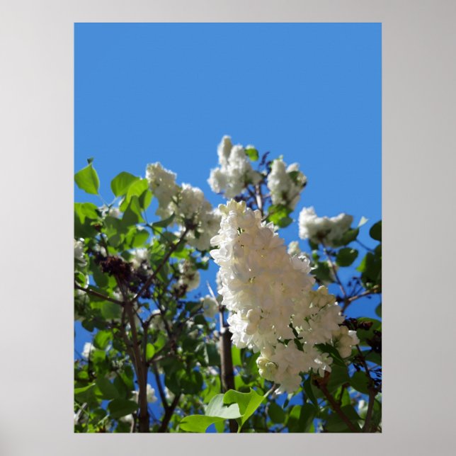 Poster Seringa, Árvore Lilar Branca de Flor (Frente)