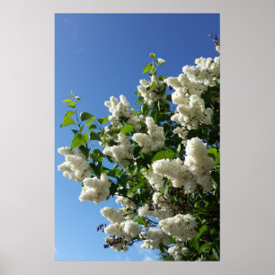 Poster Seringa, Árvore Lilar Branca de Flor