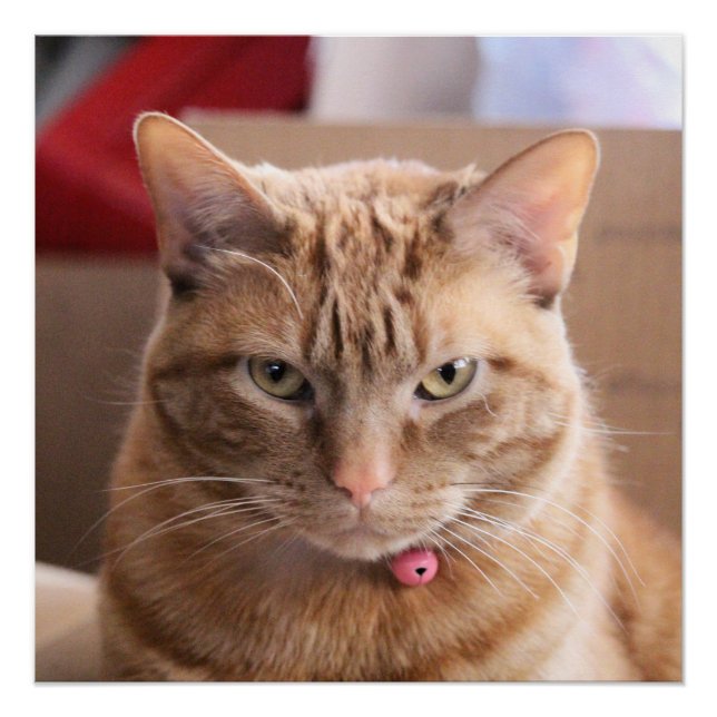 Póster Sério (Frente)