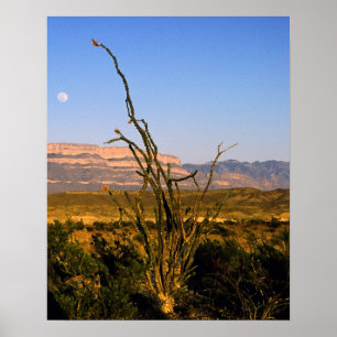 Poster Serra del Carmen Octillo