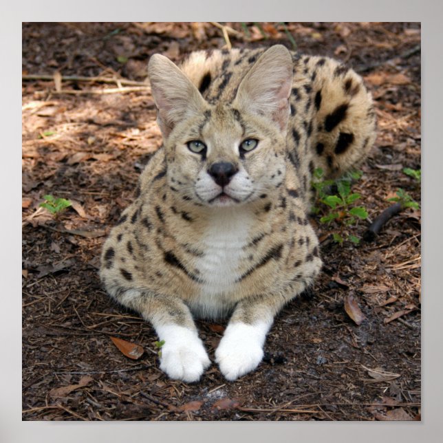Poster serval 003 (Frente)