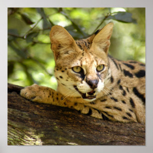 Póster serval 035